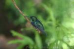 Fork-tailed woodnymph