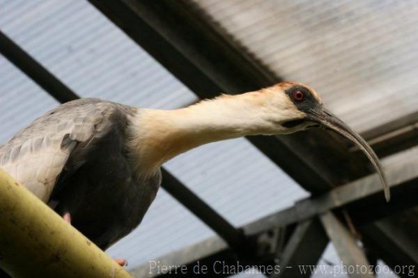 Buff-necked ibis