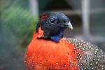 Satyr tragopan