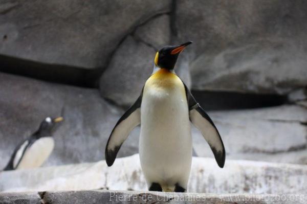 King penguin