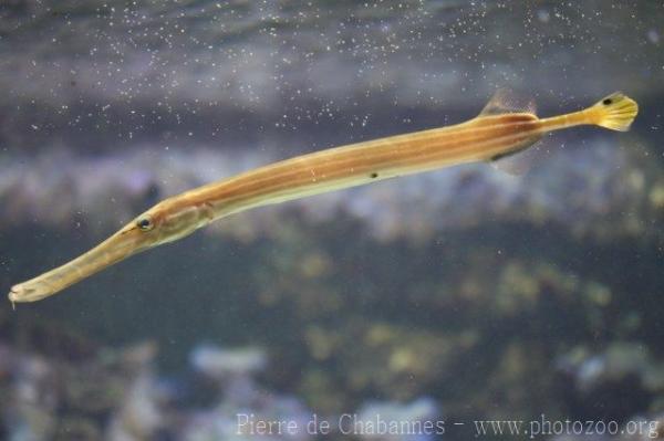 Chinese trumpetfish