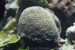 Moon coral