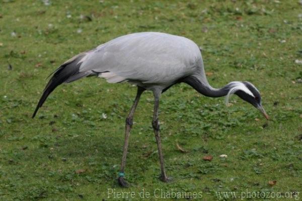 Demoiselle crane