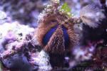 Blue tuxedo urchin