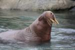 Atlantic walrus *