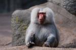 Hamadryas baboon