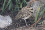 Double-banded courser