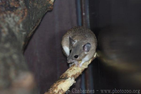 Crete spiny mouse