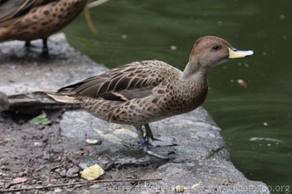 Yellow-billed pintail