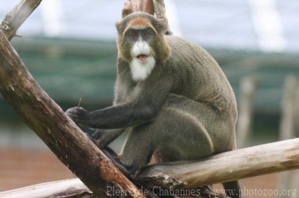 DeBrazza's monkey