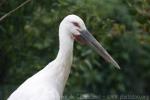 Oriental white stork