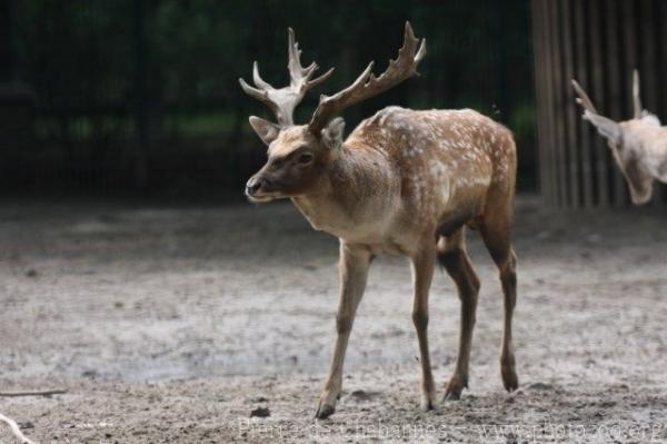 Persian fallow deer