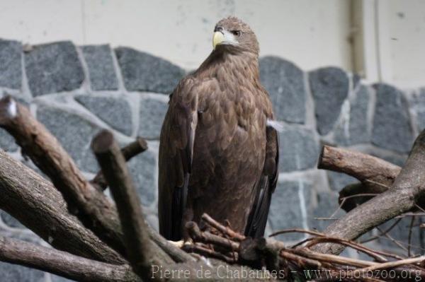 White-tailed sea-eagle