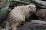 Banded mongoose