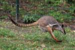 Yellow-footed rock wallaby