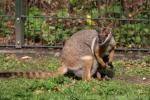 Yellow-footed rock wallaby