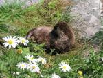 North American river otter