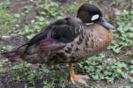 Spectacled duck