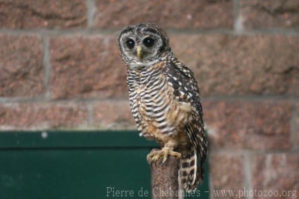 Chaco owl