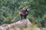 Gelada