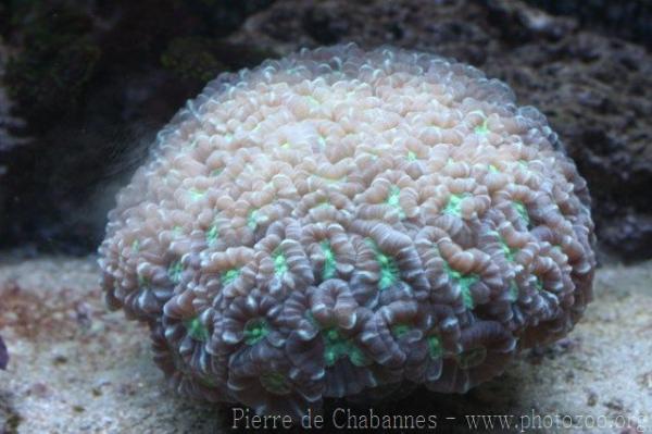 Candy cane coral