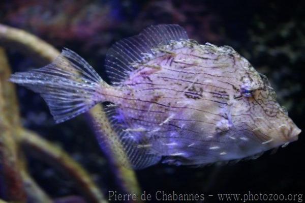 Prickly leatherjacket