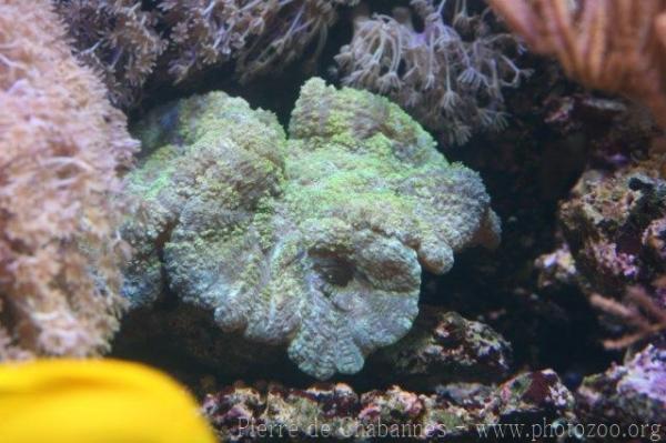 Spiny flower coral