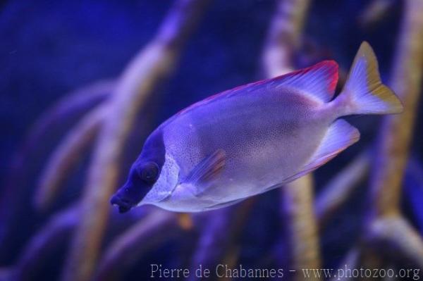 Magnificent rabbitfish