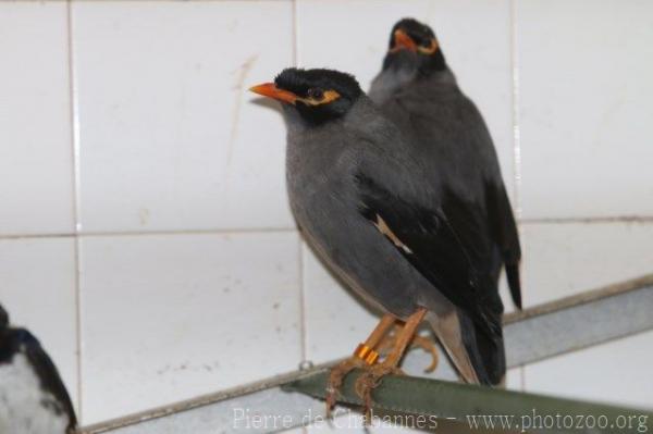 Bank myna