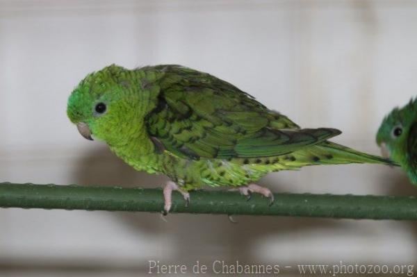 Barred parakeet