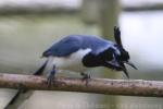 Black-throated magpie-jay