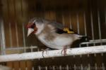 European goldfinch