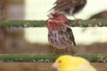 Pallas’s rosefinch