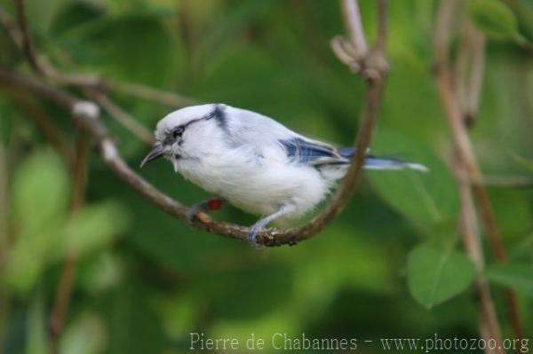 Azure tit