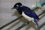 Plush-crested jay