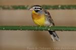 Golden-breasted bunting