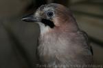 Eurasian jay