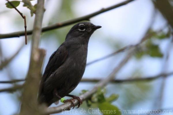 Slate-coloured solitaire