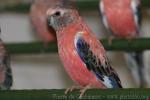 Bourke’s parrot