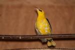 Eurasian golden oriole