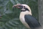 Mindanao tarictic hornbill