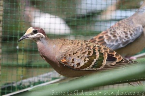 Common bronzewing