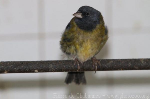 Patagonian sierra-finch