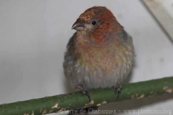 Pine grosbeak