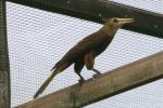 Olive-bellied oropendola