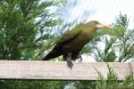 Green oropendola