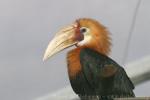 Papuan hornbill