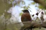 Western bluebird