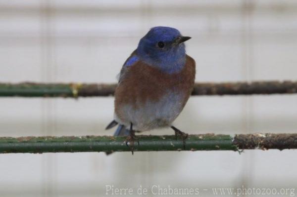 Western bluebird