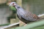 Dusky turtle-dove